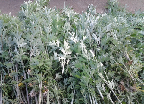 華展貓先生，端午節(jié)，垃圾分類